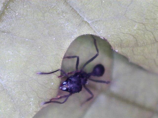 acro