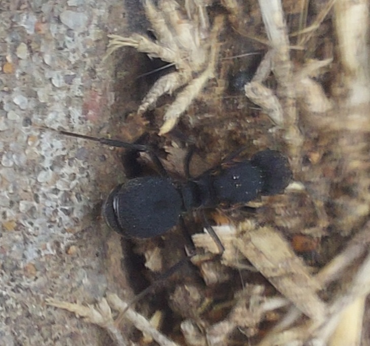 AcromyrmexLundii2022b