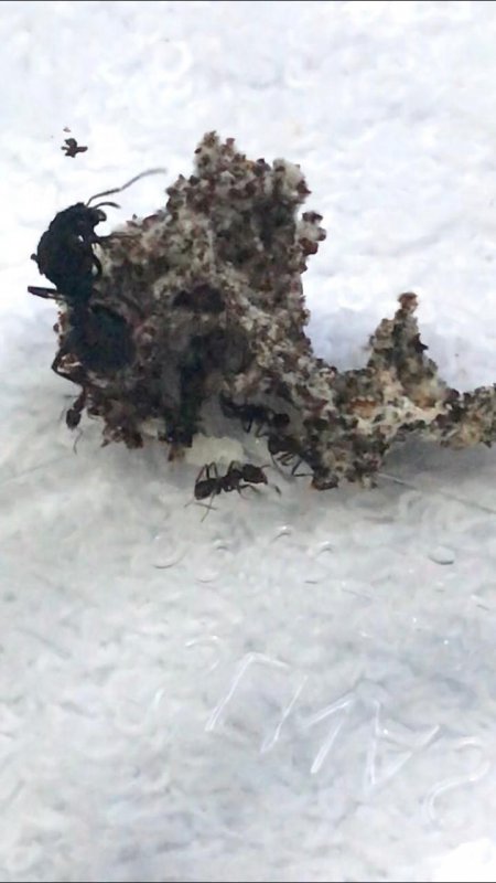 Acromyrmex,"hormigas cortadoras de hojas"