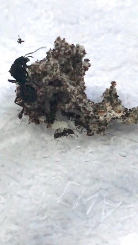A. Sp