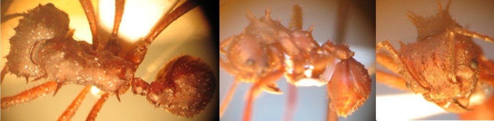 Acromyrmex,"hormigas cortadoras de hojas"