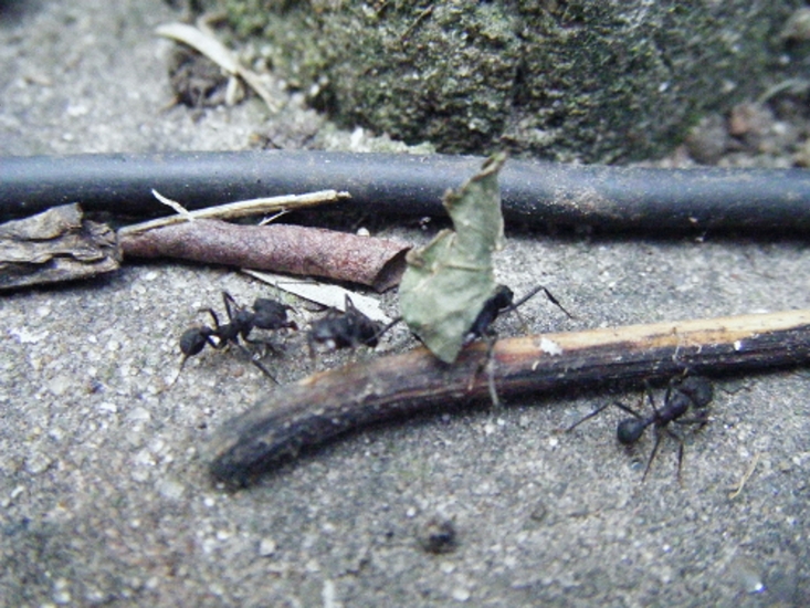 Acromyrmex,"hormigas cortadoras de hojas"