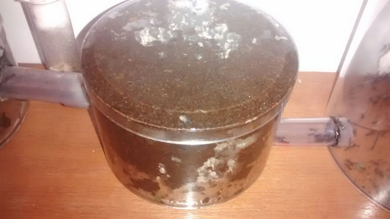 acromyrmex tapan todo