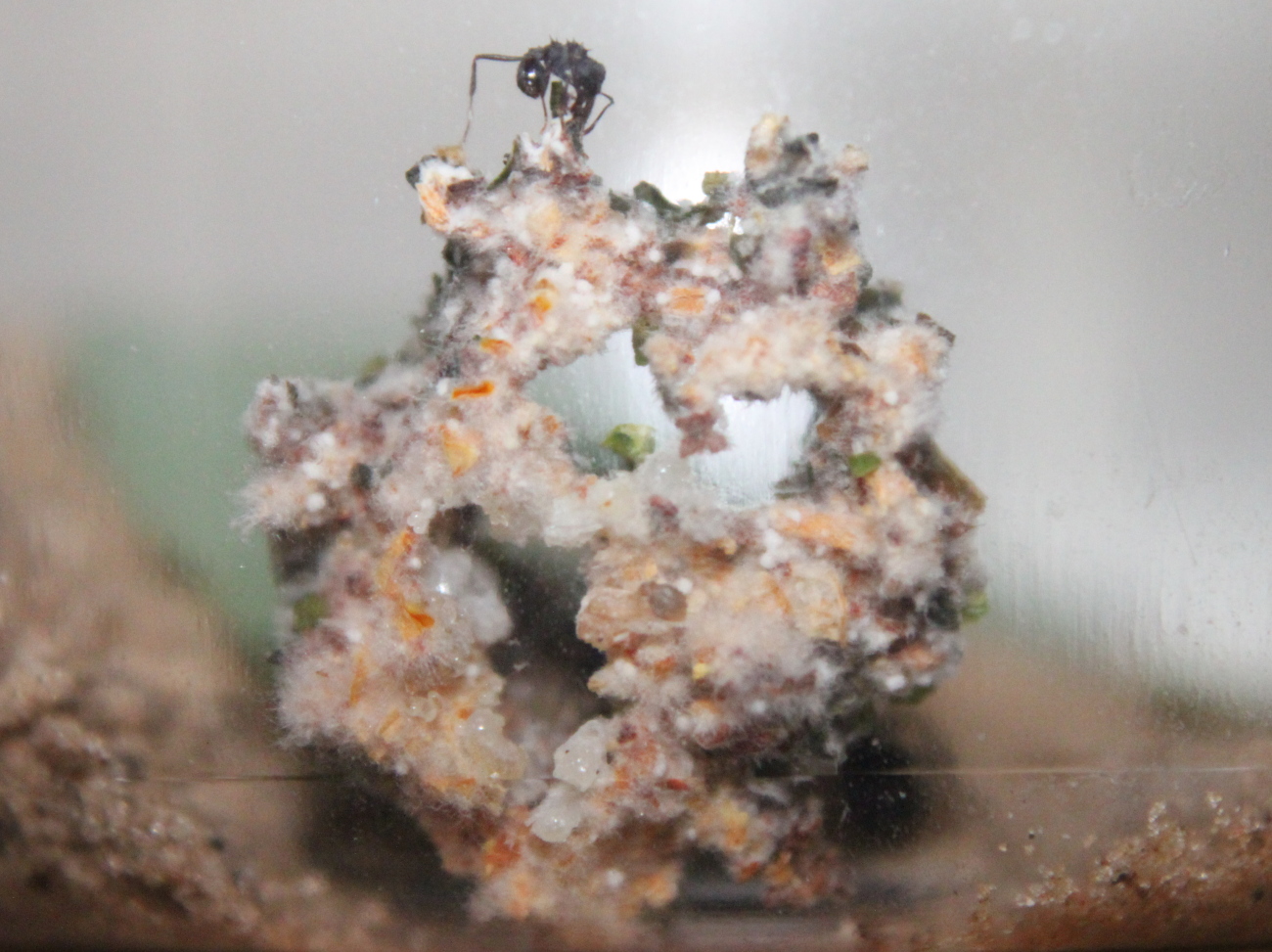 Hongo esculpido d�a 43