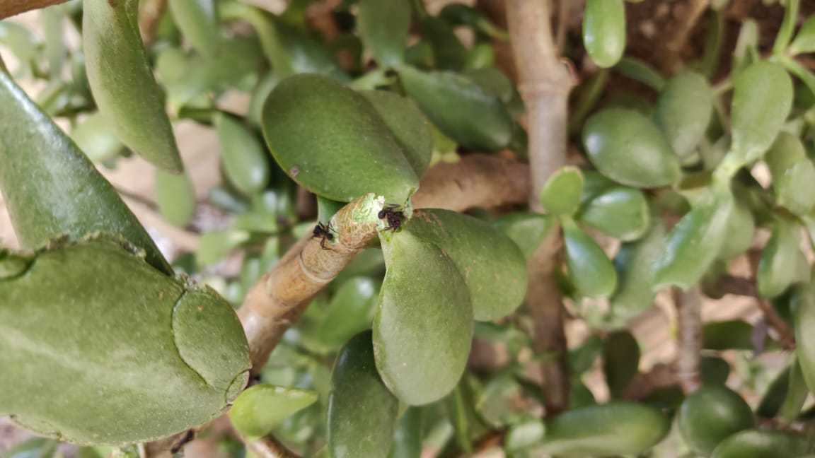 Hojas de portulacaria y acromyrmex