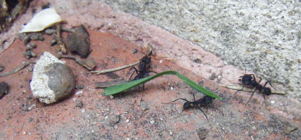 Hormigas Acromyrmex