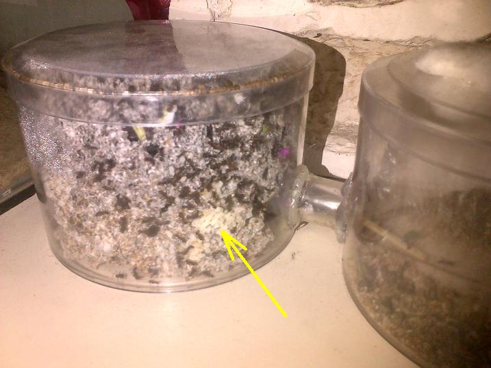 larvas
