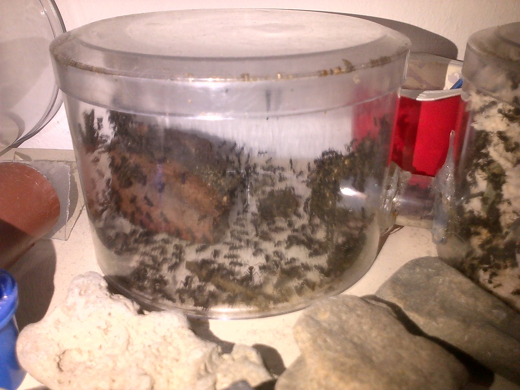 hormigas