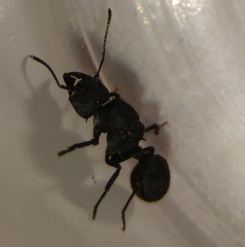 Reina Acro