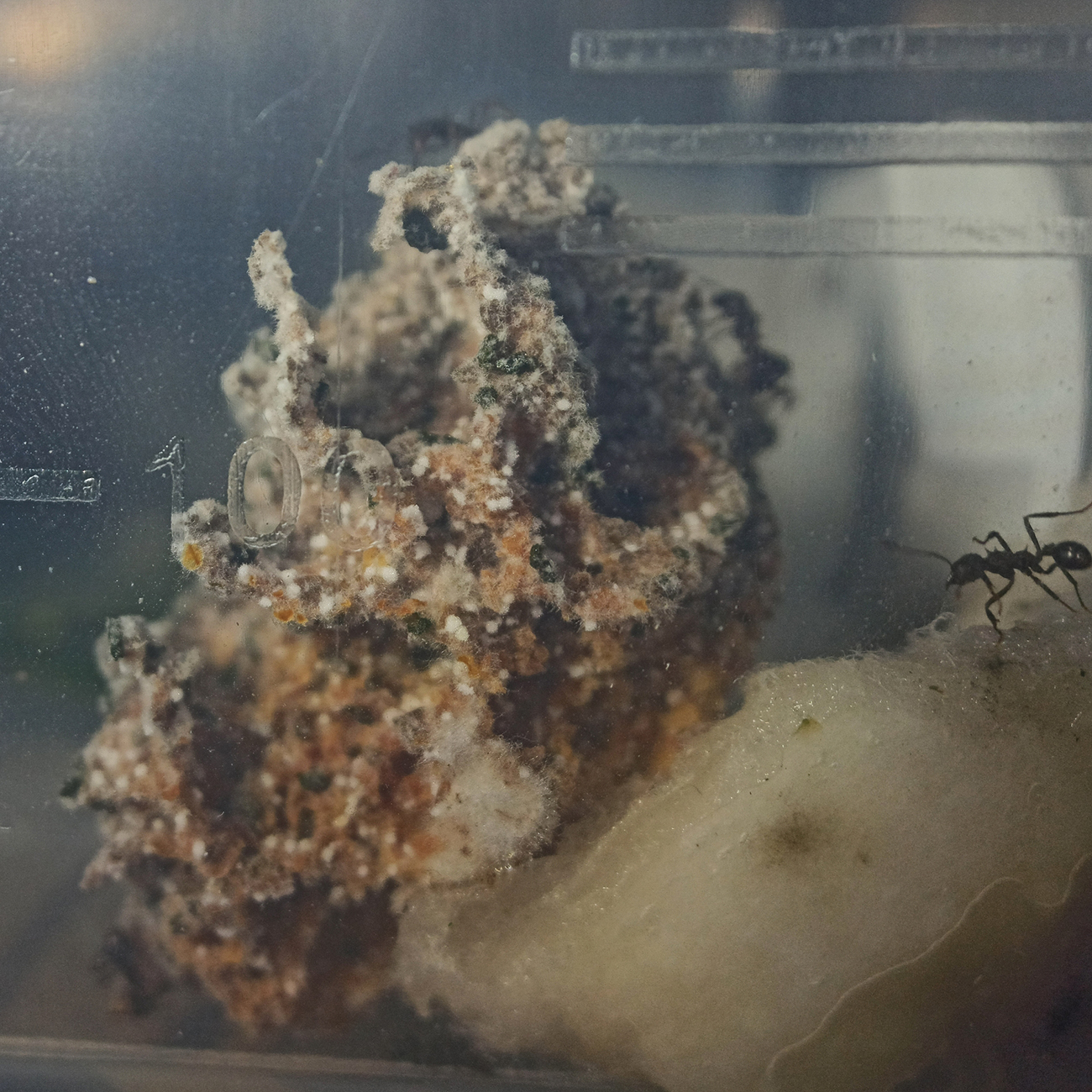 Acromyrmex lundii - 2/12/20