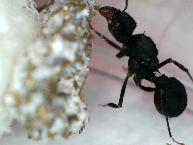 AcroHongo