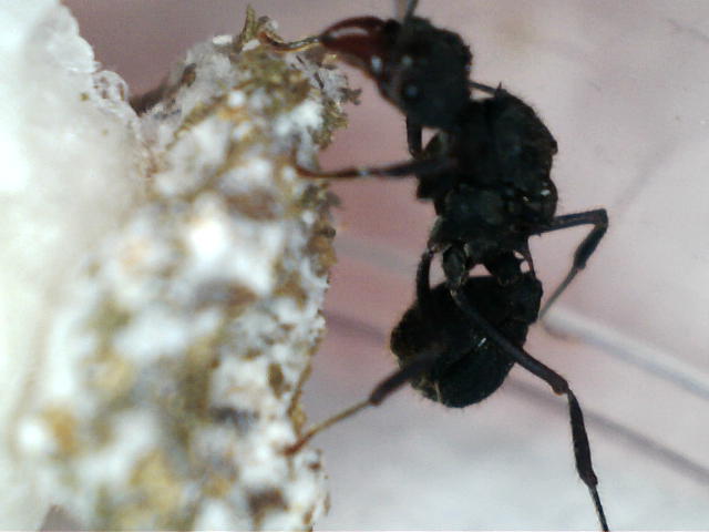 AcroHongo