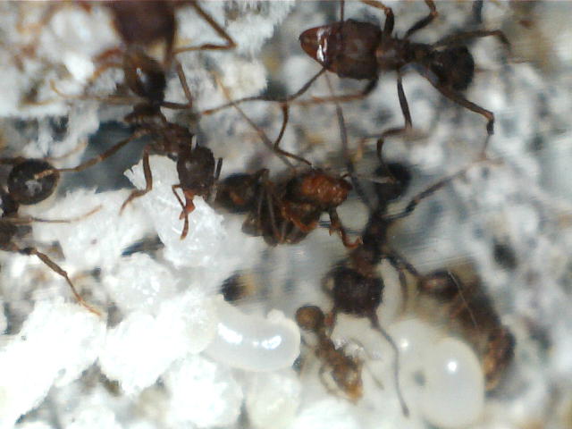 acro