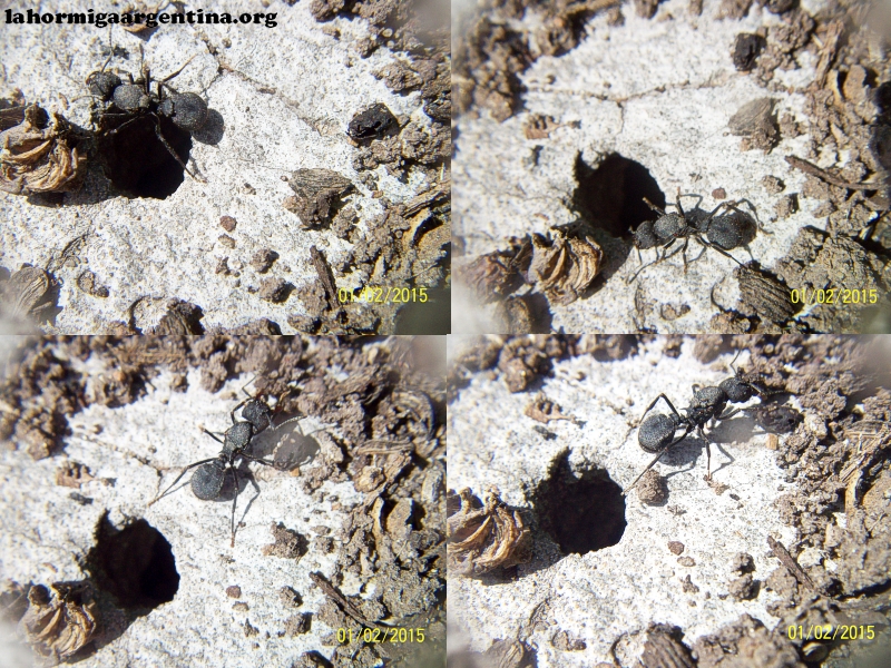 Reina Acromyrmex 22 Oct 15_1