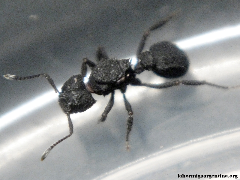 Reina Acromyrmex