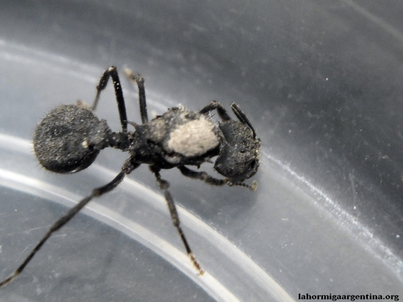 Rosalba Acromyrmex 1