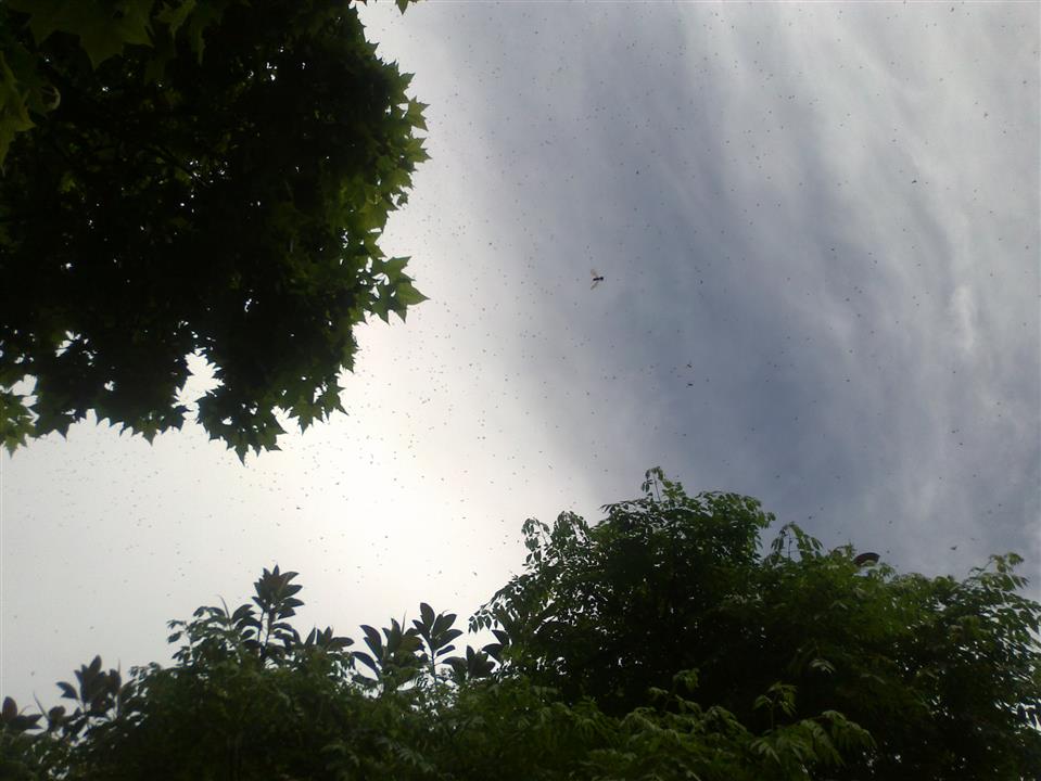 Vuelo Nupcial Acromyrmex Lundi