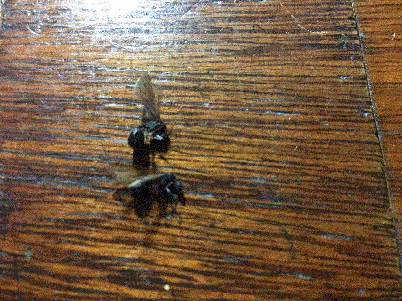 dos machos de acromyrmex lundi