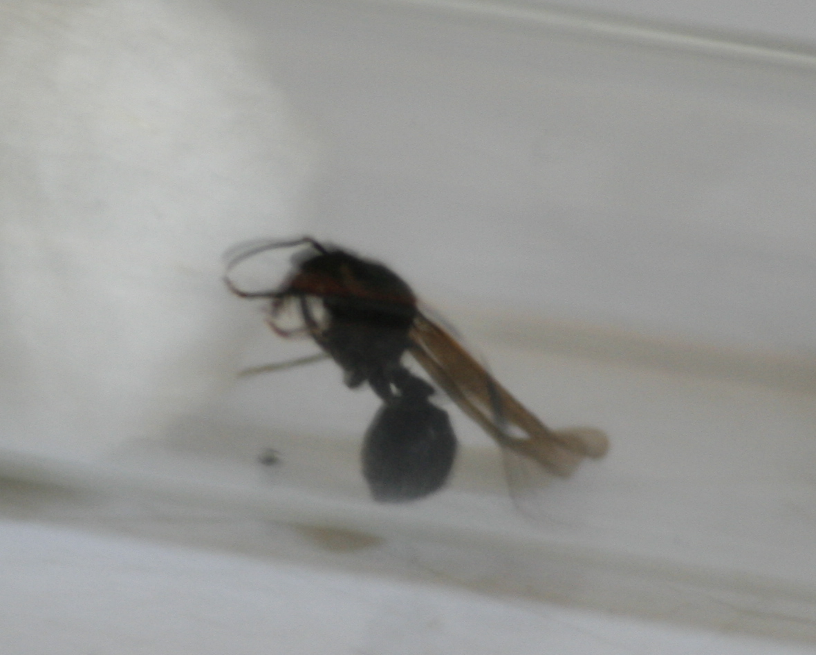 Reina acromyrmex 2