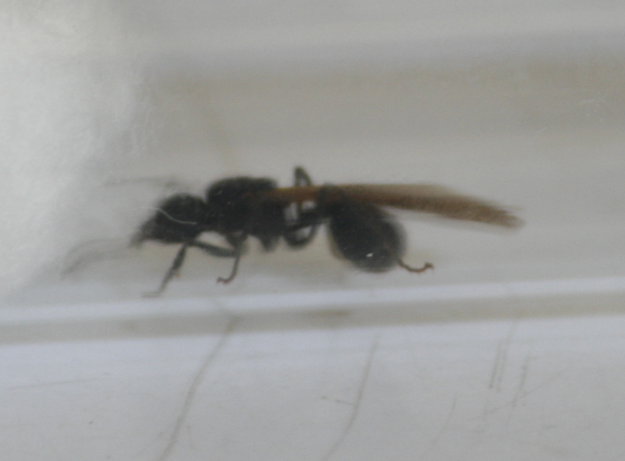 Reina acromyrmex 5