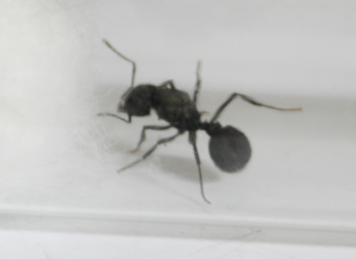 Reina acromyrmex 9
