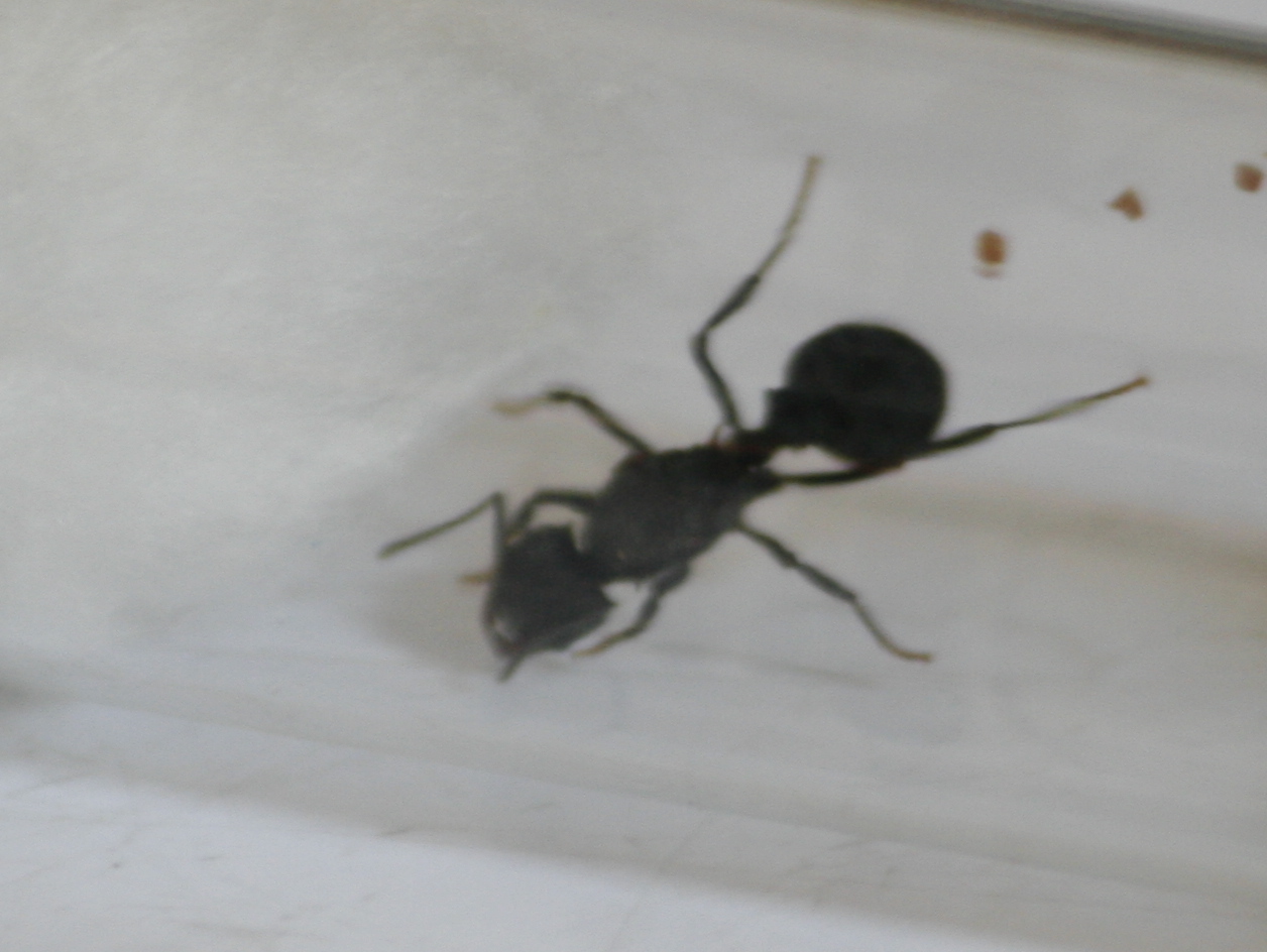 Reina acromyrmex 10