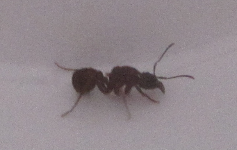 acro1-gerson3366