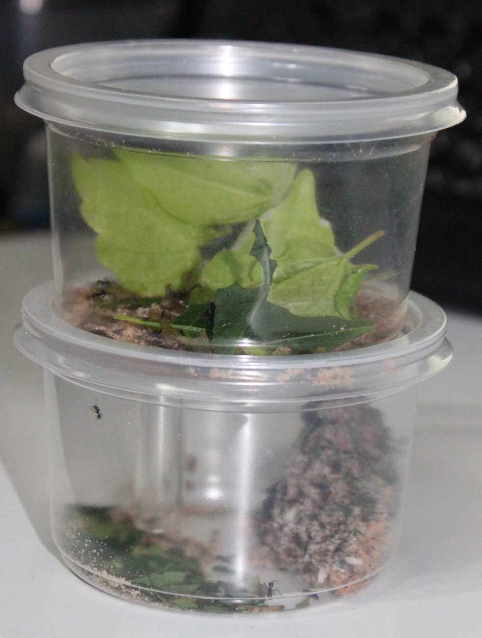 Acromyrmex al 7-2-2012