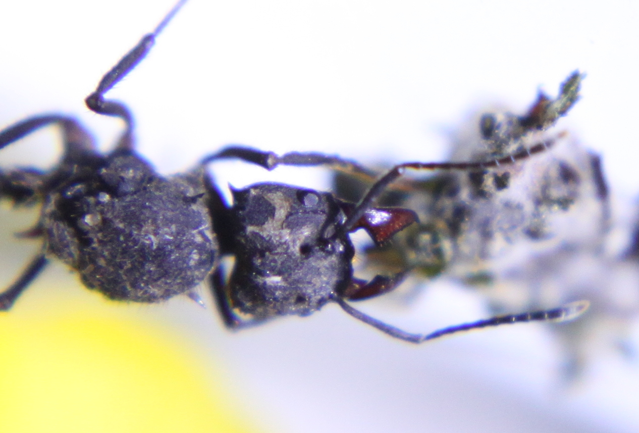 Reina Acromyrmex cultivando
