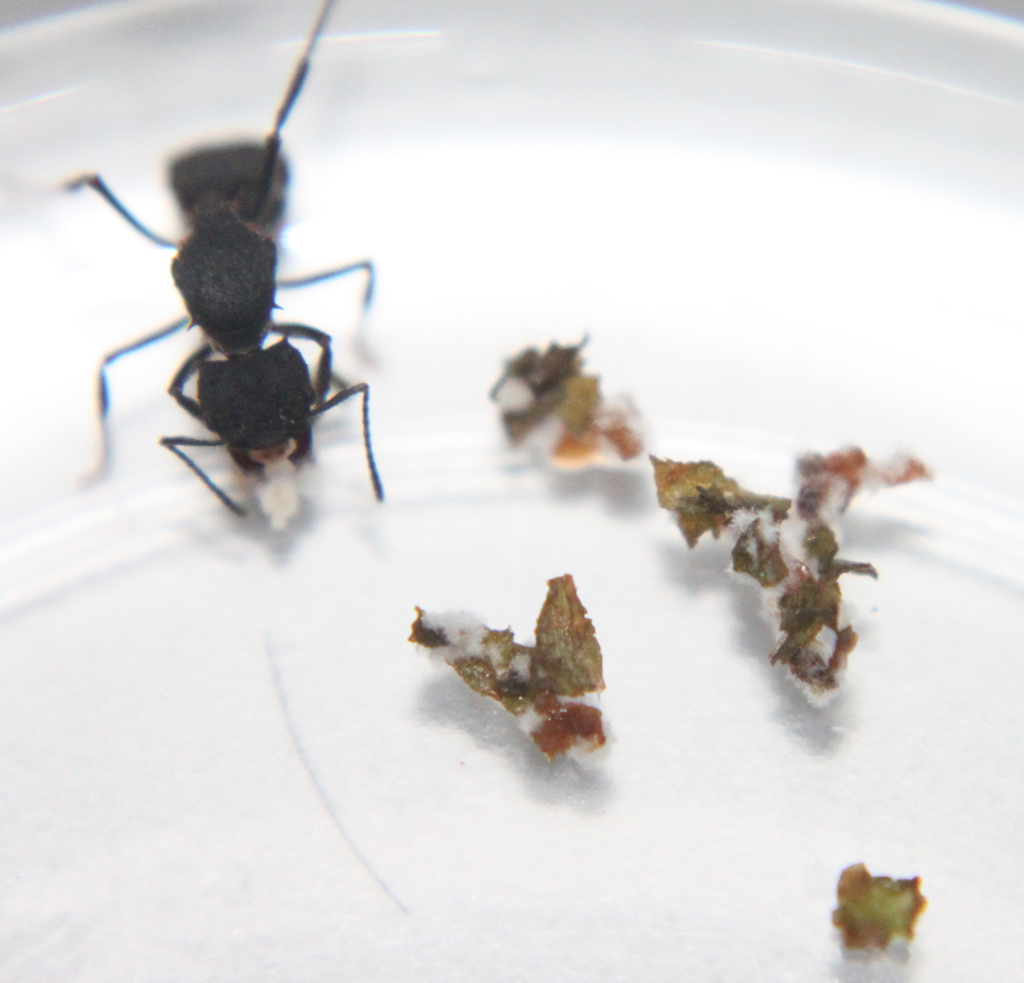 Reinas Acromyrmex dia 7