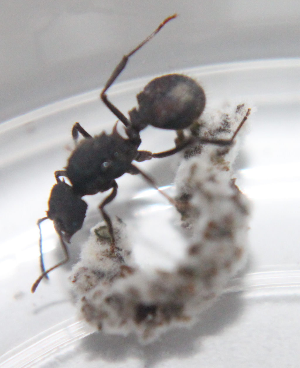 Reinas Acromyrmex dia 9