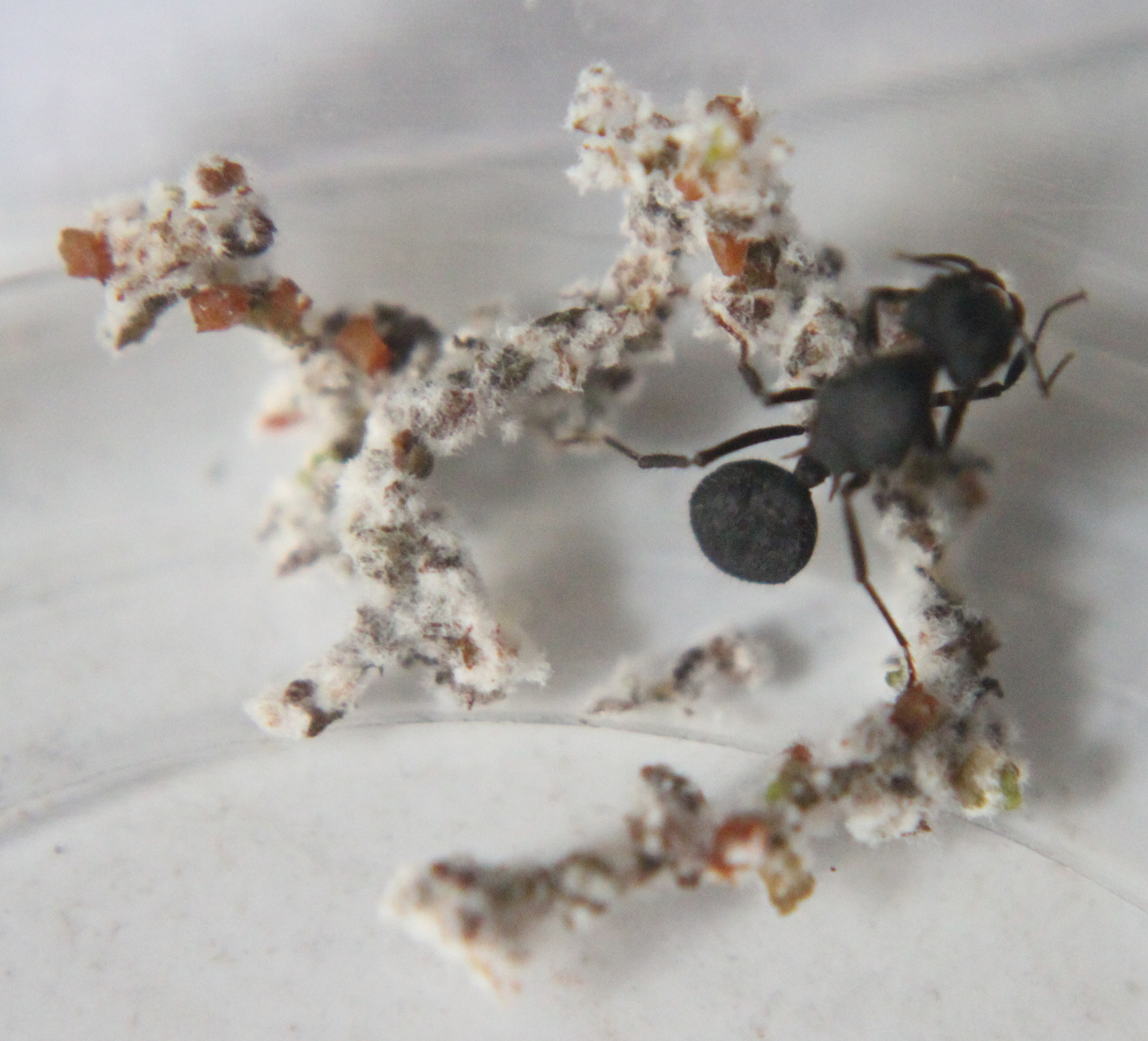 Reinas Acromyrmex dia 11