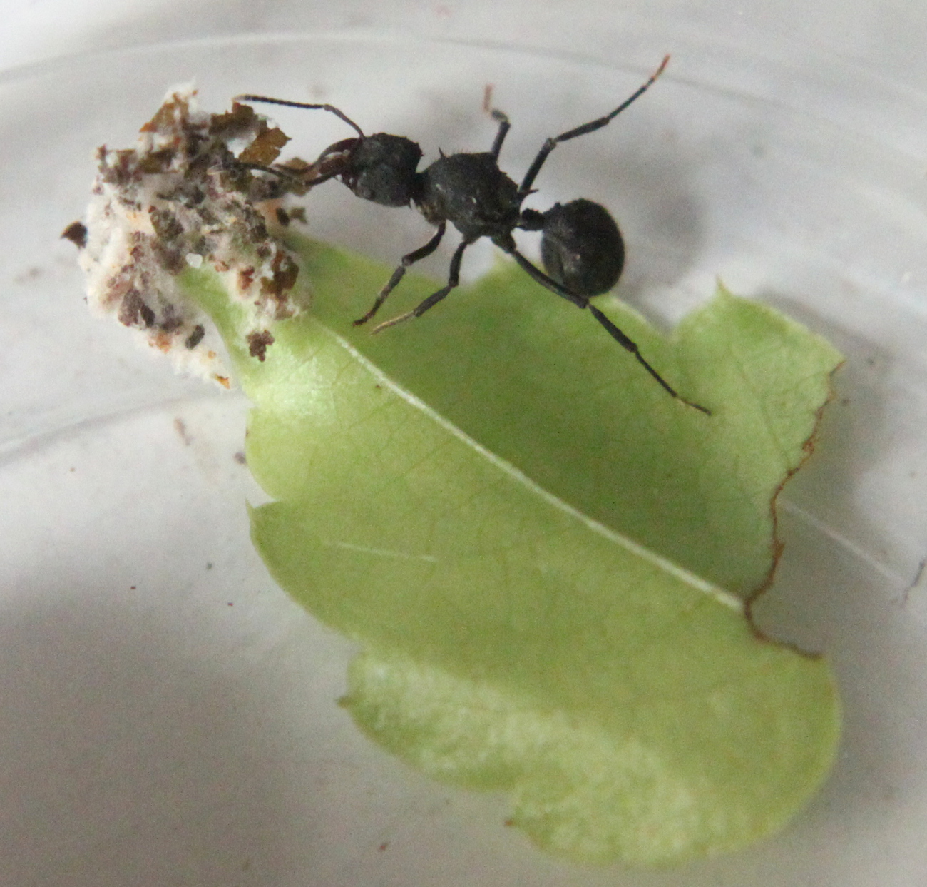 Reinas Acromyrmex dia 11