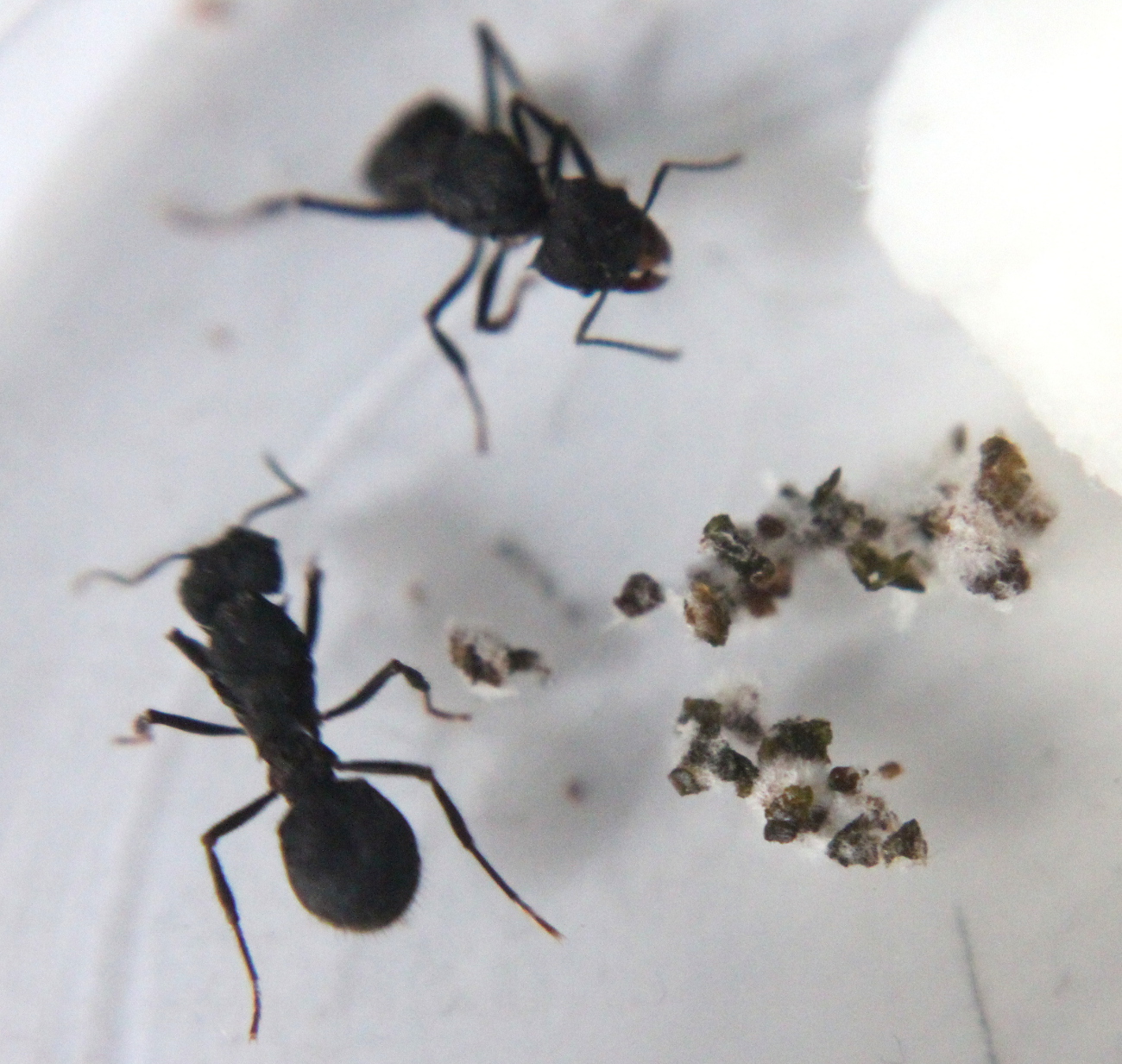 Reinas Acromyrmex dia 11