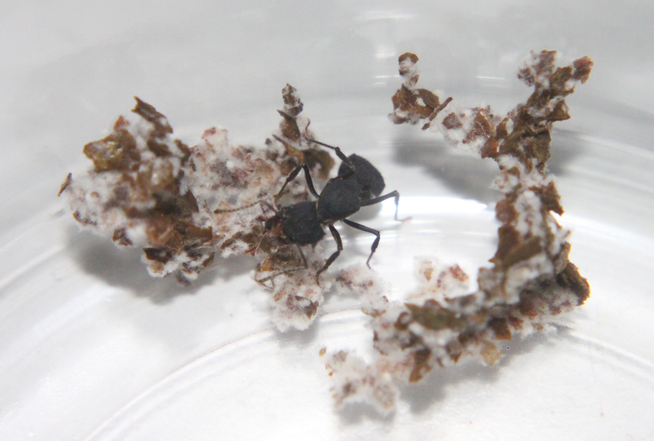Reinas Acromyrmex dia 13