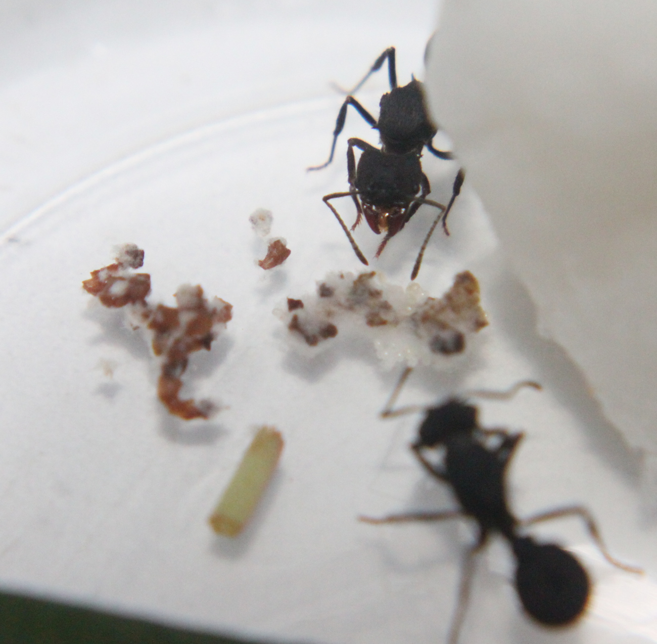 Reinas Acromyrmex dia 13