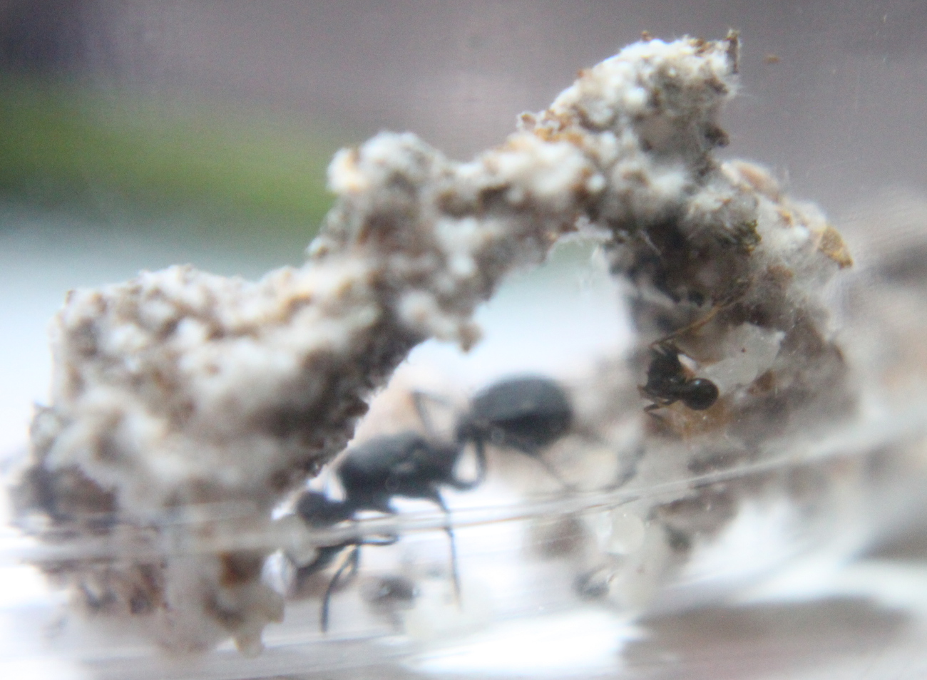 Colonias Acromyrmex d�a 30