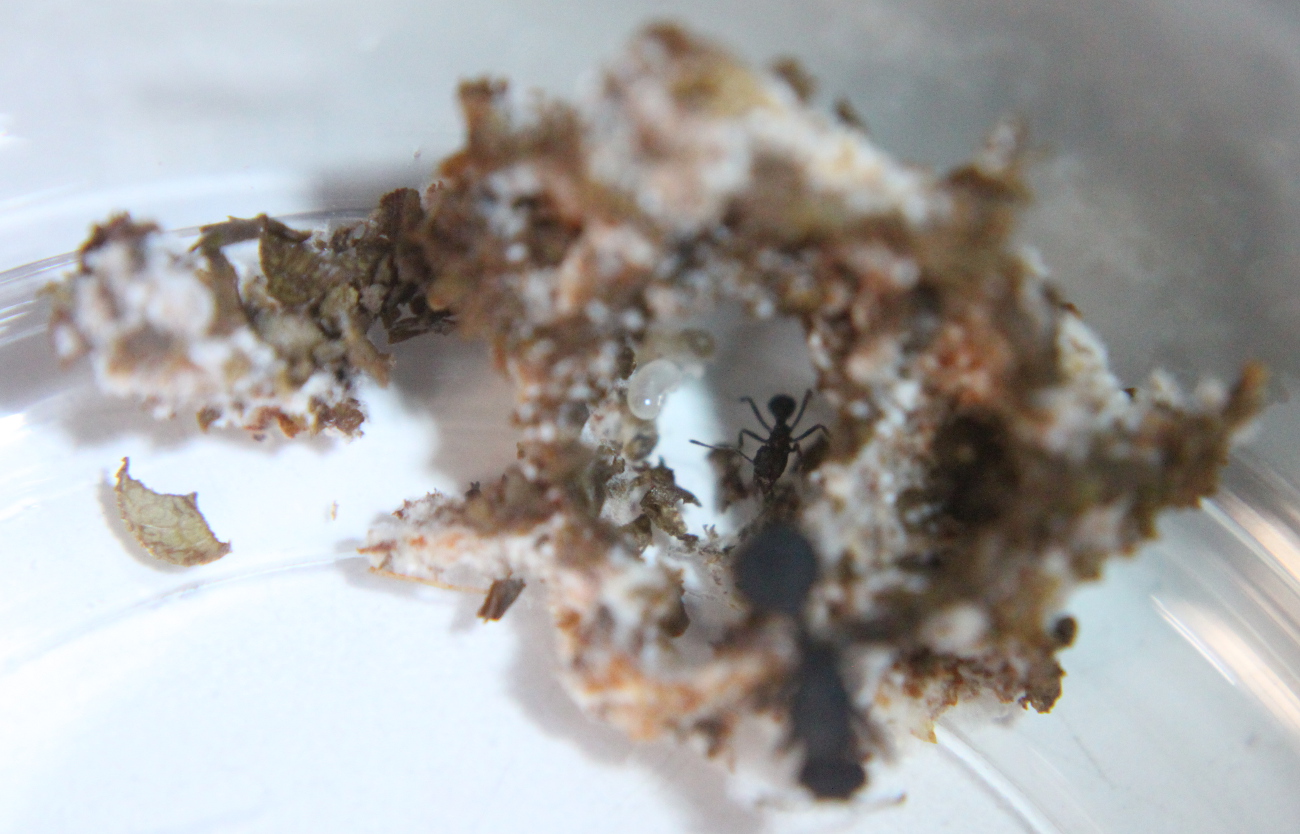 Colonias Acromyrmex d�a 33
