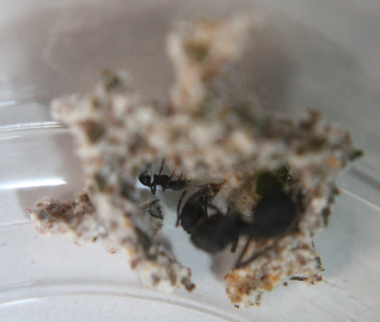 Colonias Acromyrmex d�a 33
