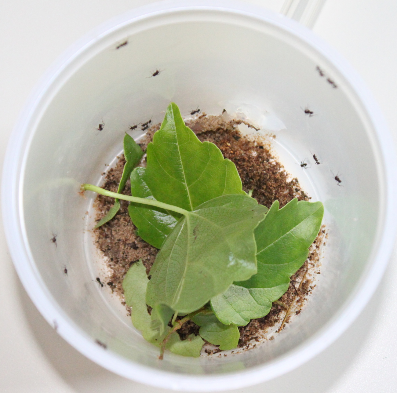 Colonia Acromyrmex nro 4