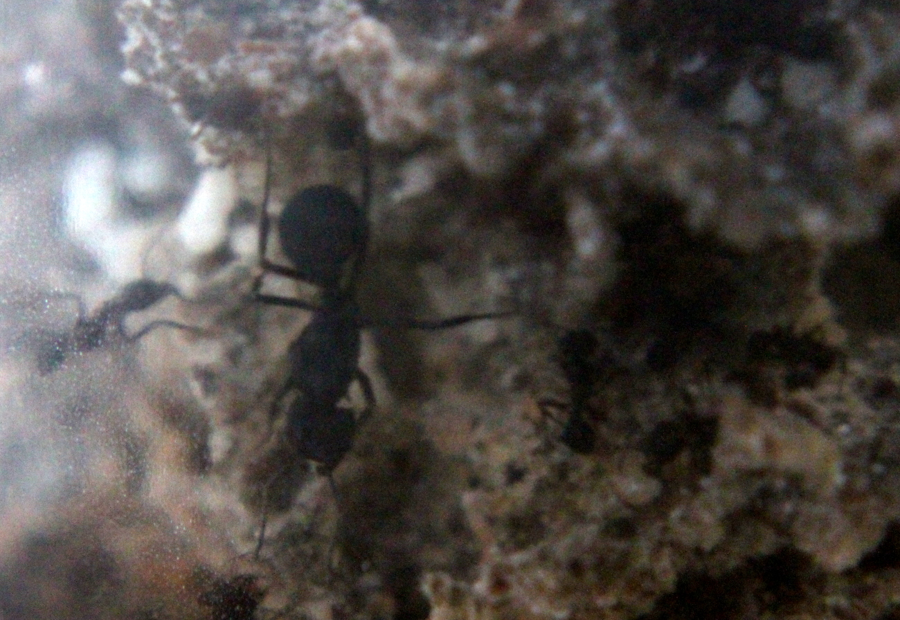 Colonia Acromyrmex nro 4