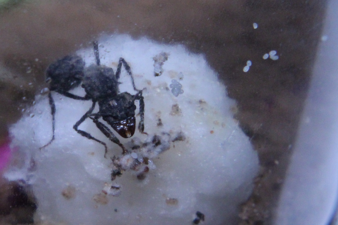 Acromyrmex con hongo y huevos