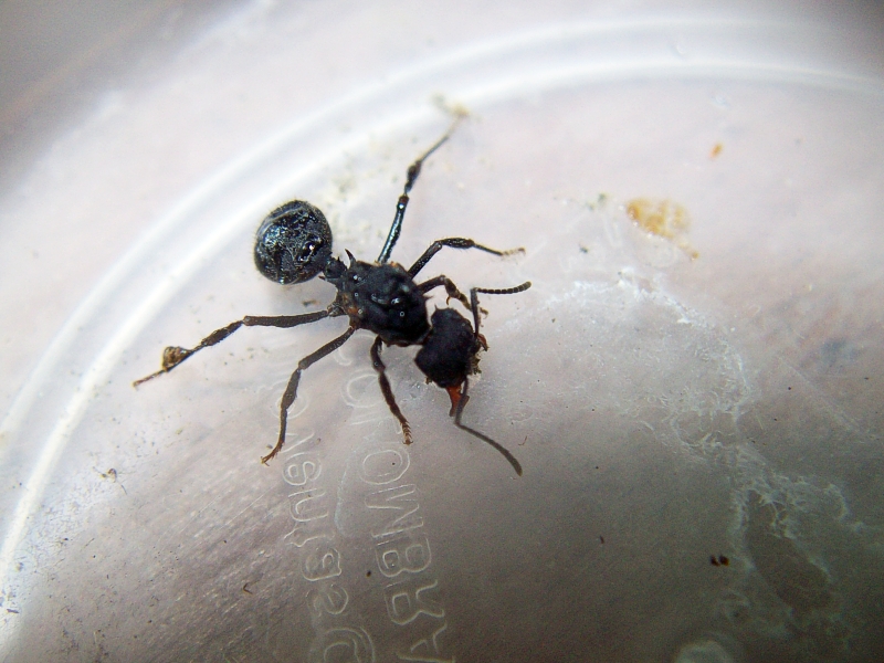 Acromyrmex_Reina
