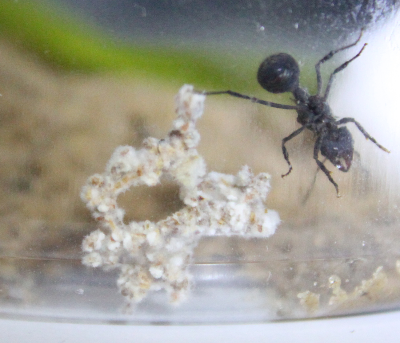 Hongo esculpido 1