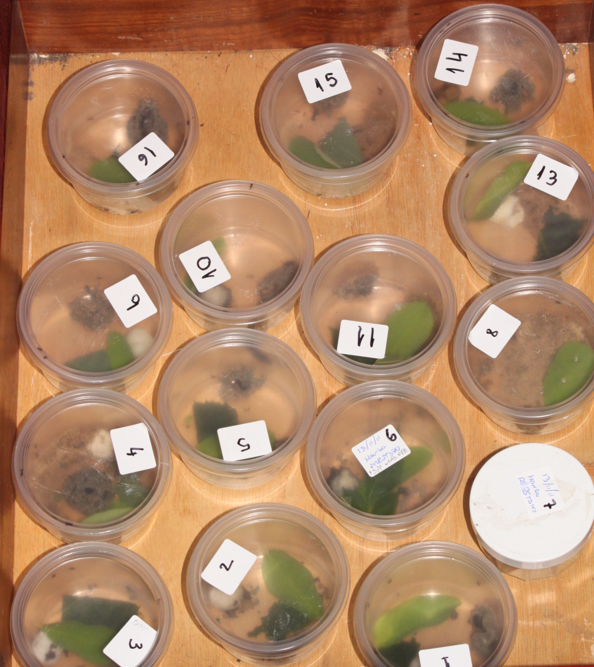 Caj�n con los recipientes de acromyrmex