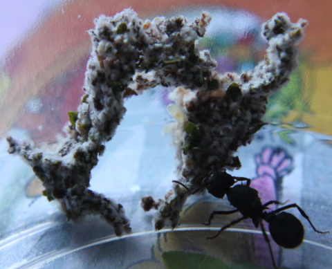 Colecci�n de hongos