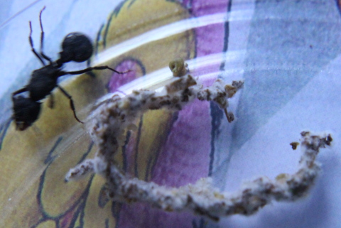 Colecci�n de hongos