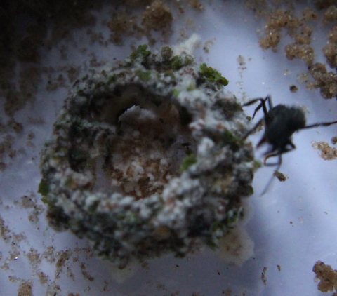 Colecci�n de hongos
