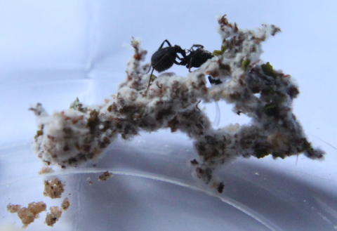 Colecci�n de hongos
