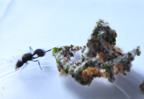 Colecci�n de hongos